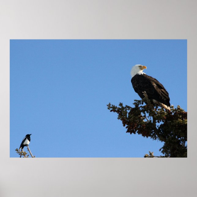 BEIAM Bald Eagle Ignores a Magpie Poster (Vorne)