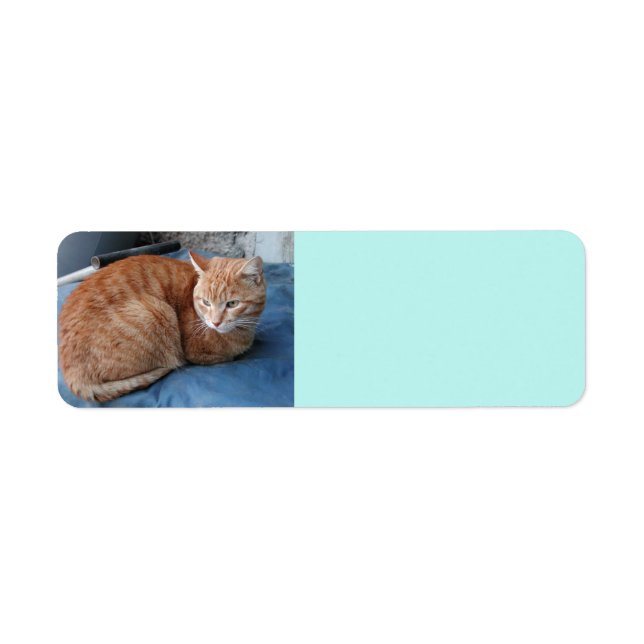 Beige Cat Address-Label (Vorne)