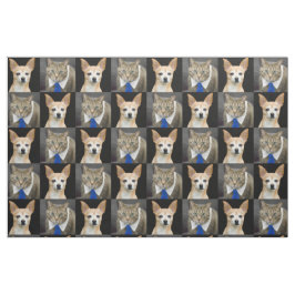 Beige Chihuahua und graue Tabbykatze mit blauer Stoff