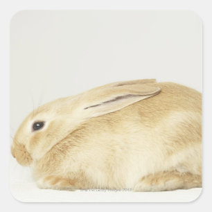 Beige Hasen auf weißem Grund 4 Quadratischer Aufkleber