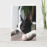 Beileid Boston Terrier