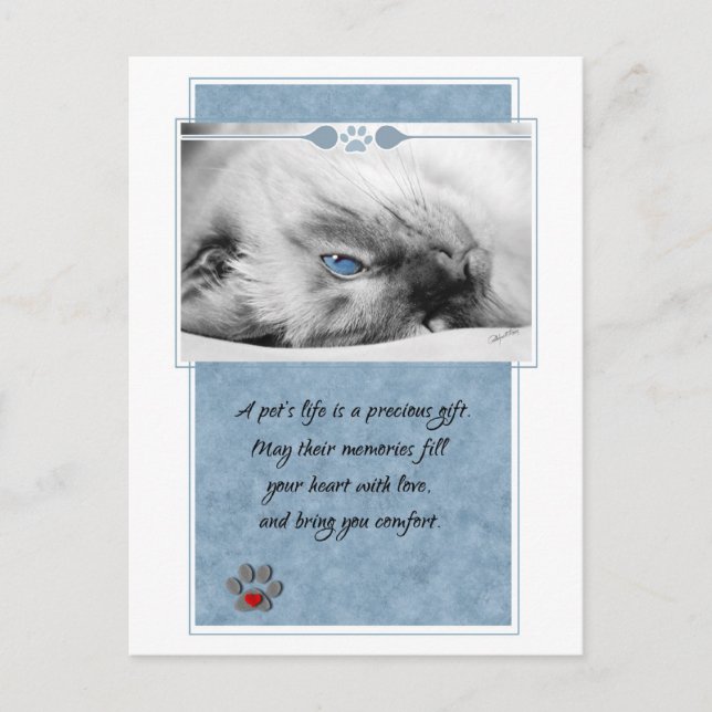Beileid für das Veterinäramt Katze Postkarte (Vorderseite)