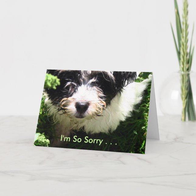 Beileid für Haustiere - Havanese Welpe. Karte (Vorderseite)