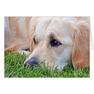 Beileid Loss Golden Retriever