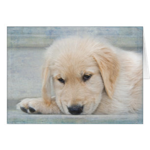 Beileid Loss Golden Retriever