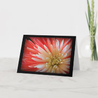 Beileid Macro Foto von Fuji Mum Blume