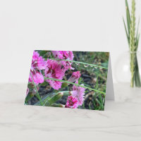 Beileid rosa Dianthus mit Wassertropfen