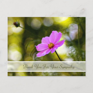 Beileid Vielen Dank Abend Pink Cosmos Wildblume Postkarte