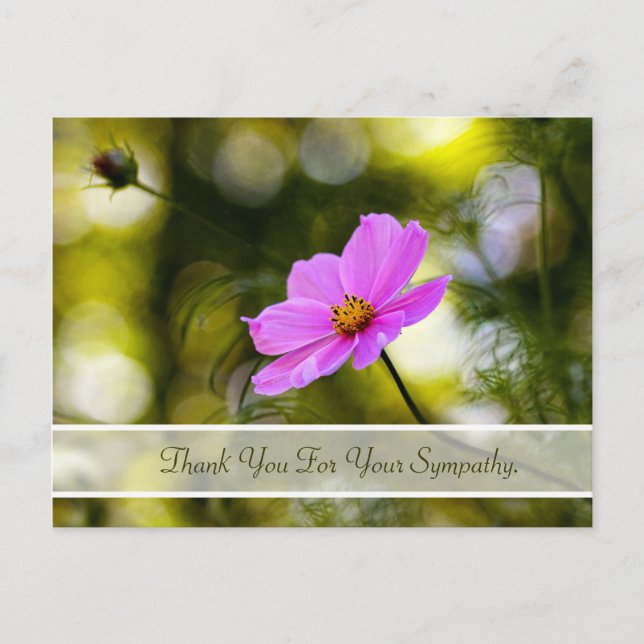 Beileid Vielen Dank Abend Pink Cosmos Wildblume Postkarte (Vorderseite)