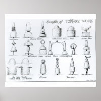 Beispiele für Topiary Work, 1902 (Gravur) (b/w ph