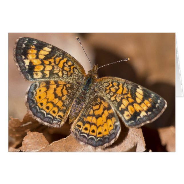 Bekleidung und Geschenke für braune und orangefarb (Vorderseite (Horizontal))