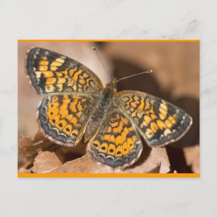 Bekleidung und Geschenke für braune und orangefarb Postkarte