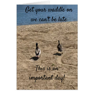 ***BEKOMMEN SIE IHREN WADDLE AUF**** DUCKS SAGEN: