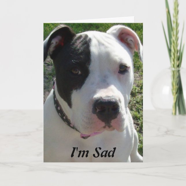 Belated Birthday Card with Pittbull Dog Karte (Vorderseite)