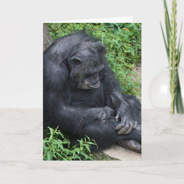 Belated Birthday Pouting Chimpanzee Karte (Vorderseite)