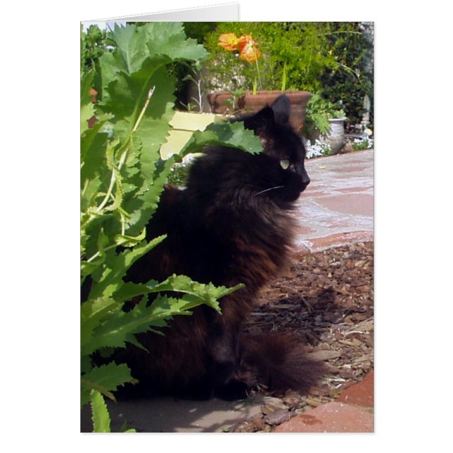 Belaubte Madeleine-Karte (Vorne)