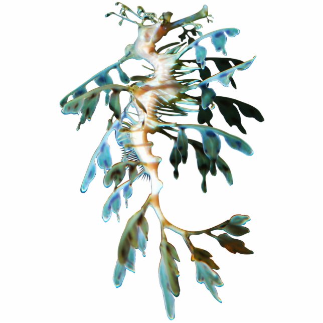 Belaubter Seedrache-Ausschnitt-Magnet/Skulptur Fotoskulptur Magnet (Vorne)