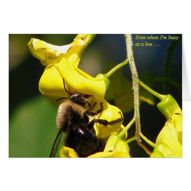 Belebt als Biene (Vorderseite (Horizontal))