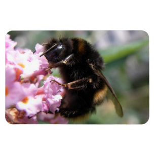 Belebte Hummel und rosa Blume Flexi Magnet