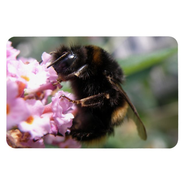 Belebte Hummel und rosa Blume Flexi Magnet (Horizontal)