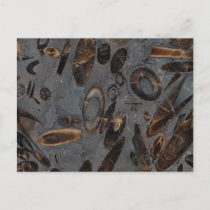Belemnites Postkarte