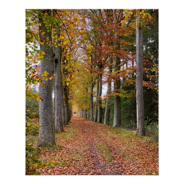Belgian forest in Fall Season travel Poster (Vorderseite)