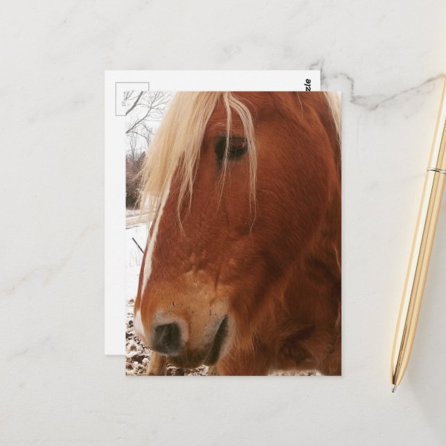 Belgian Horse Gelding Postkarte (Vorderseite/Rückseite Beispiel)