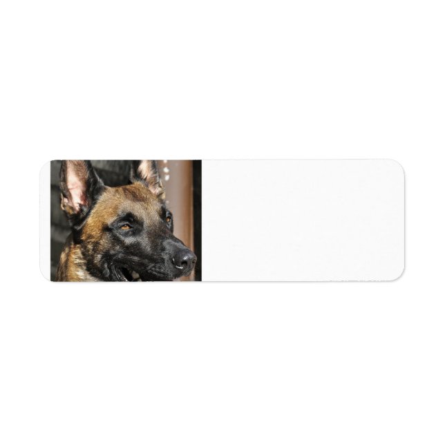 Belgian malinois.png (Vorne)