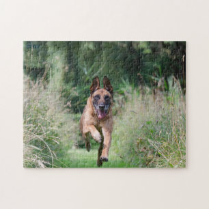 Belgian Malinois Running Puzzle