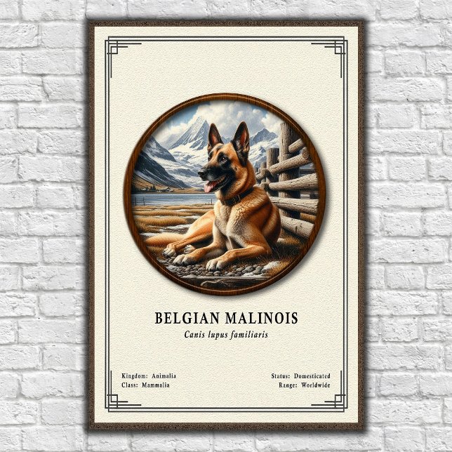 Belgian Malinois Zoology Series Poster (Von Creator hochgeladen)
