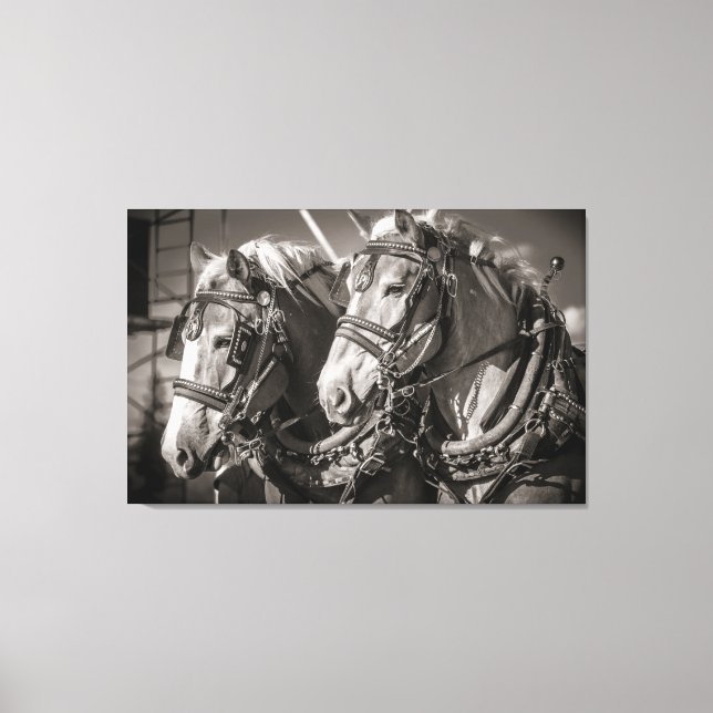 Belgien Pferdezuchtpferde Leinwanddruck (Vorderseite)