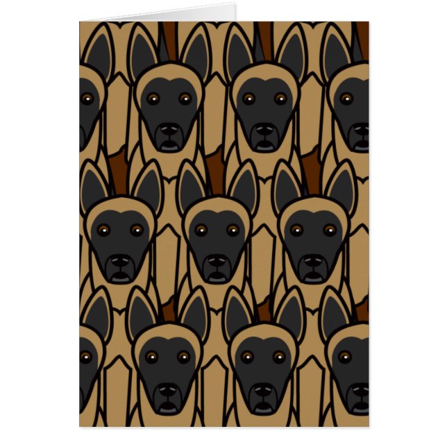 Belgier Malinois (Vorne)