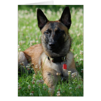 Belgier Malinois