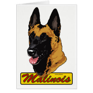 Belgier Malinois