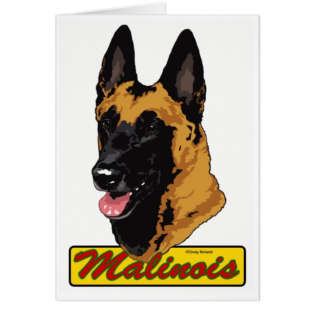 Belgier Malinois (Vorne)