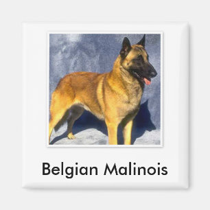 Belgier Malinois Magnet