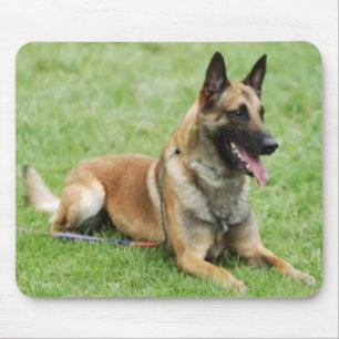 Belgier Malinois Mousepad