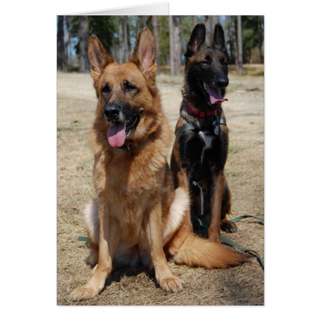 Belgier Malinois und Schäferhund (Vorne)