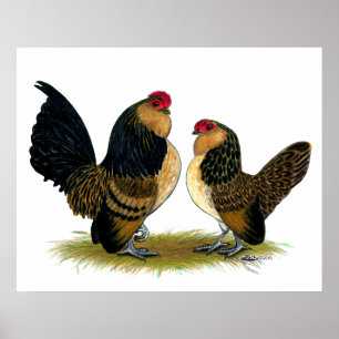 Belgisch d'Anvers Bantams: Quail Poster