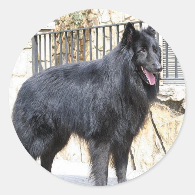 Belgisch (Groenendael) voll Runder Aufkleber (Vorderseite)