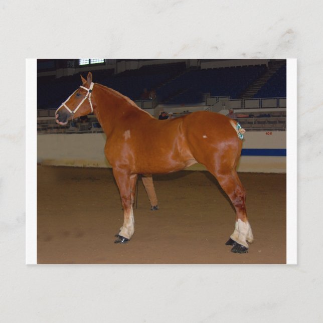 Belgisch im Schauring Postkarte (Vorderseite)