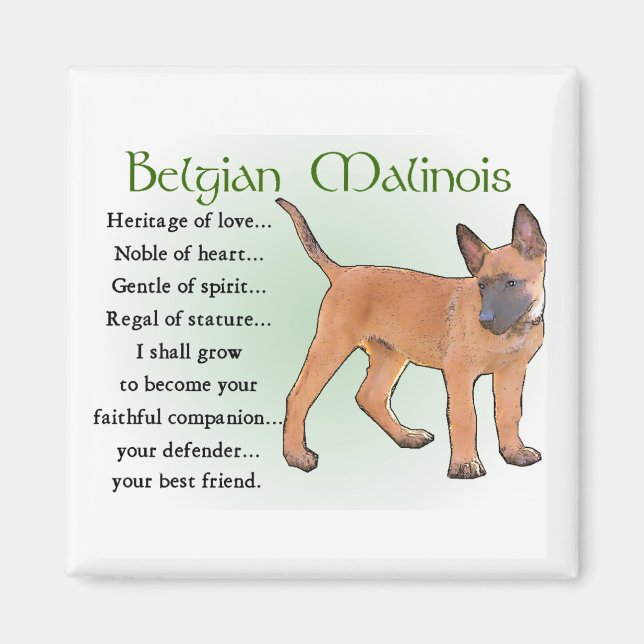 Belgisch Malinois Geschenke Magnet (Vorne)