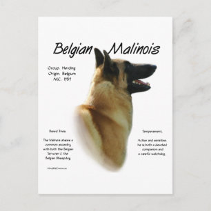 Belgisch Malinois History; alles über Malinois Postkarte