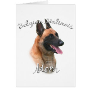 Belgisch Malinois Mama 2