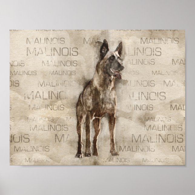 Belgisch Malinois - Mechelaar - Maligator Poster (Vorne)