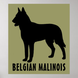 Belgisch Malinois Poster