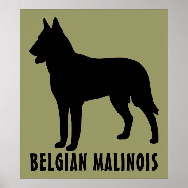 Belgisch Malinois Poster (Vorne)