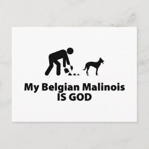 Belgisch Malinois Postkarte