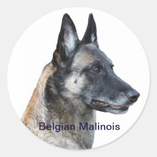 Belgisch Malinois Sticker
