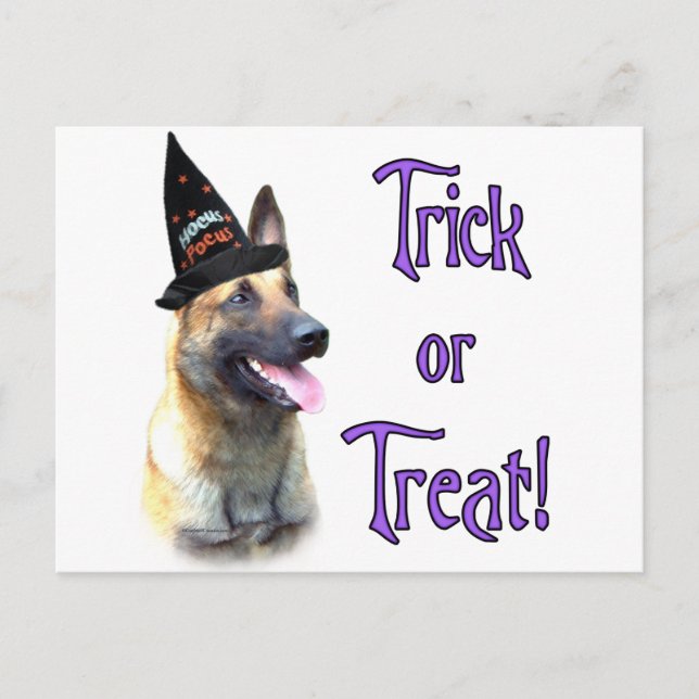 Belgisch Malinois Trick Postkarte (Vorderseite)